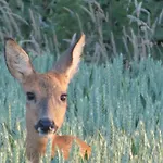 Gite Du Chatelet - Sauna Et Piscine - Villers La Ville *