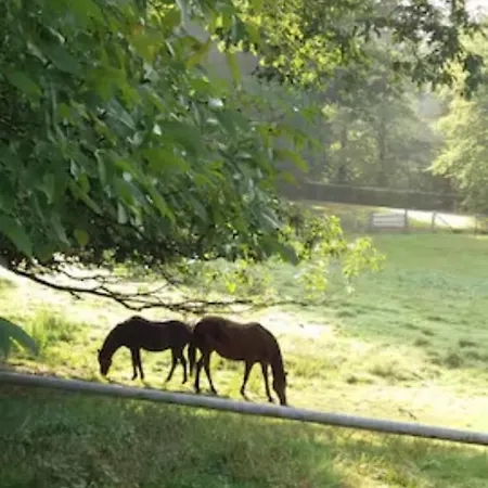 Incontournable Avec Sauna Et Piscine Dans Un Petit Paradis Du Barbant Wallon Vakantiehuis Villers-la-Ville