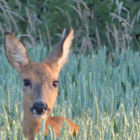 Incontournable Avec Sauna Et Piscine Dans Un Petit Paradis Du Barbant Wallon *