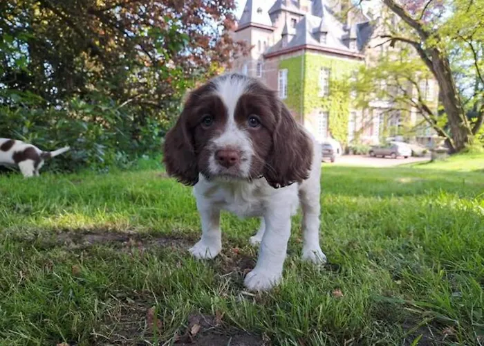 Ferienhaus Incontournable Avec Sauna Et Piscine Dans Un Petit Paradis Du Barbant Wallon *