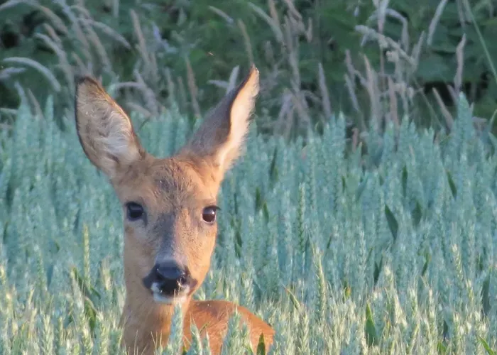 Incontournable Avec Sauna Et Piscine Dans Un Petit Paradis Du Barbant Wallon *